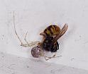 Cryptachaea_gigantipes_F2334_Z_86_Houhora heads_Nieuw-Zeeland
